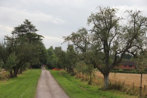 Avenue of Perry trees at the Hellens, Much Marcle