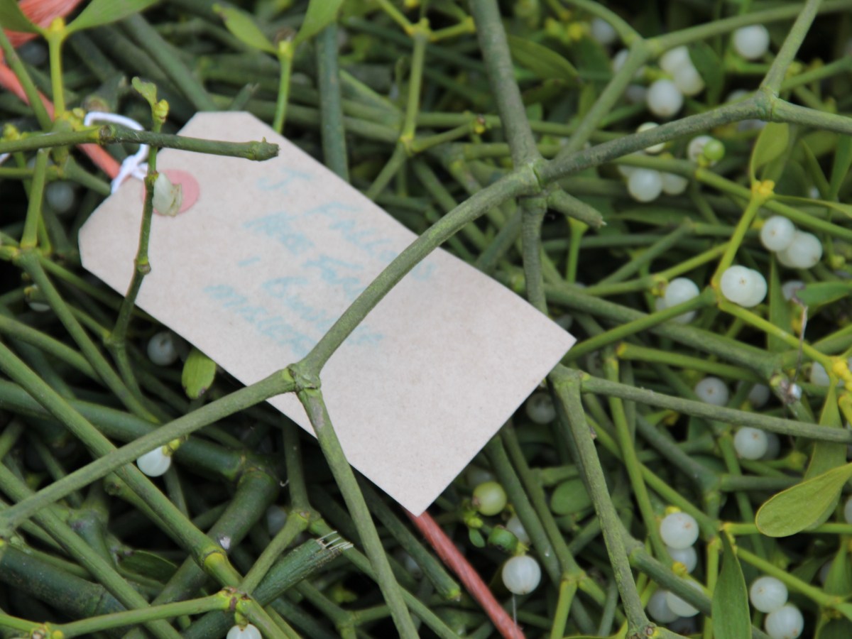 The Tenbury Wells Mistletoe&nbsp;Auction