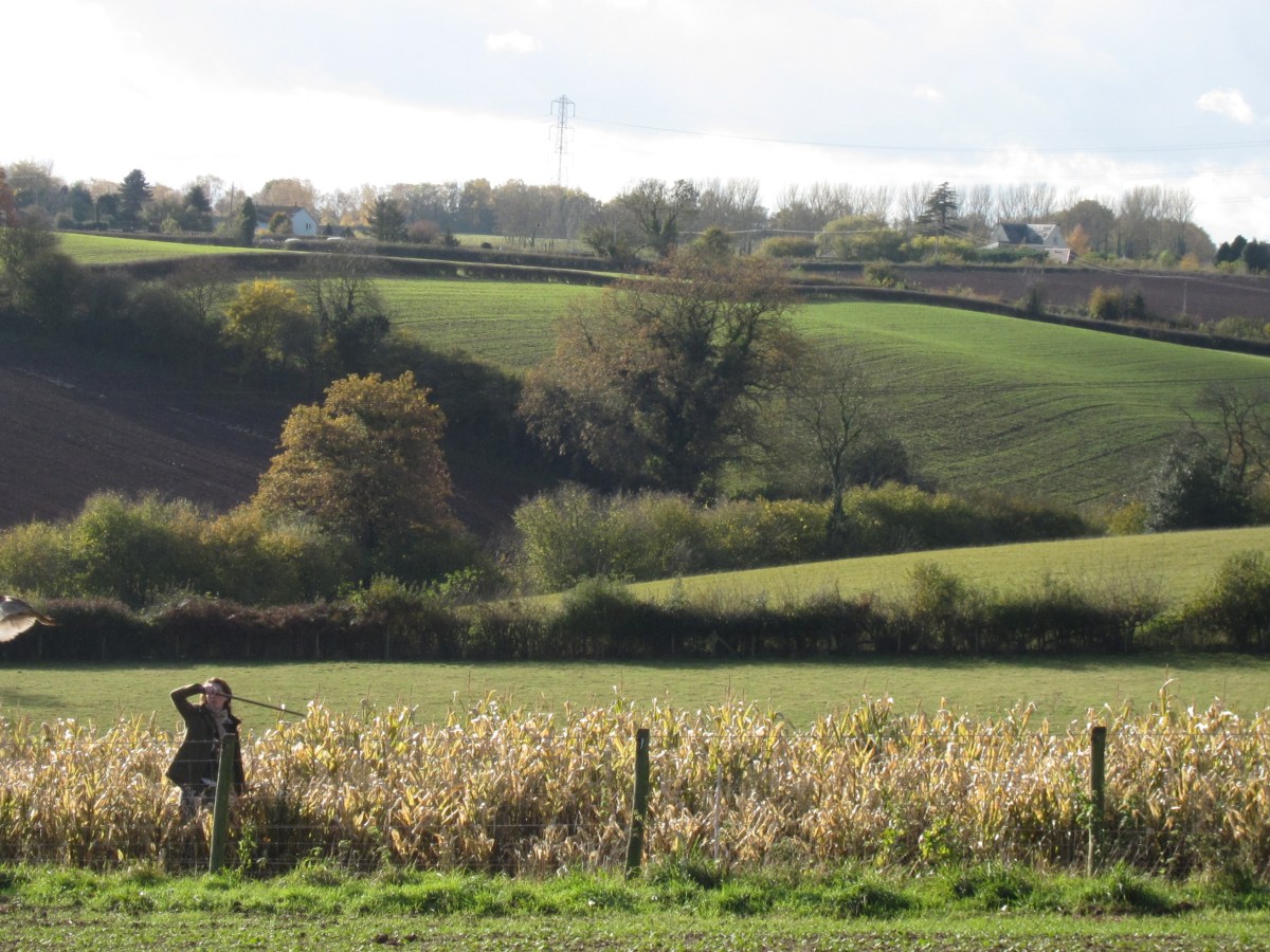 Pheasants and Pear&nbsp;Trees