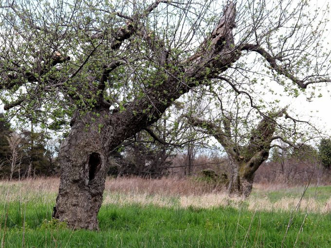 debbie-ball-orchard-edit-1-small