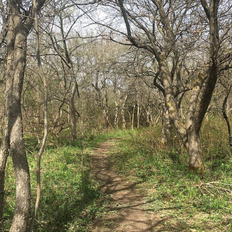 Fruit in the&nbsp;Forest