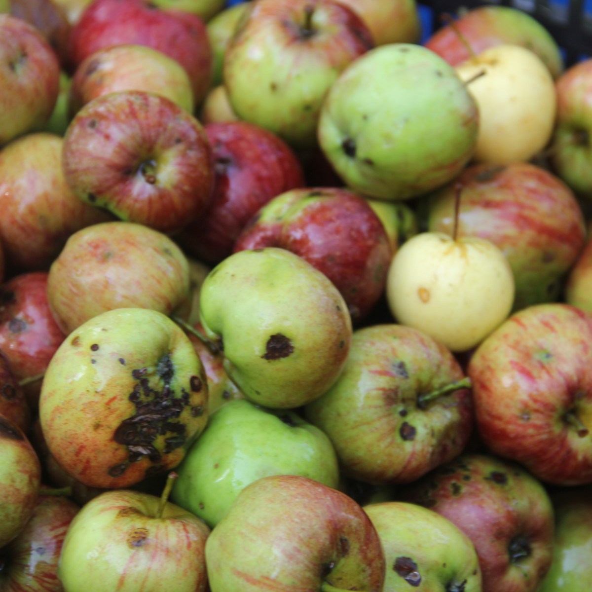 Foraged Fruit Video