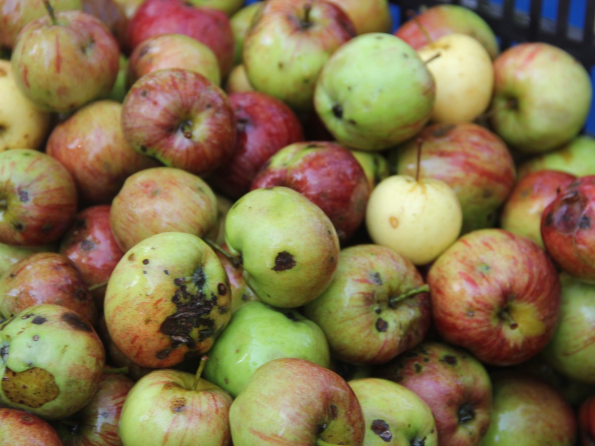 Foraged Fruit Project&nbsp;Video