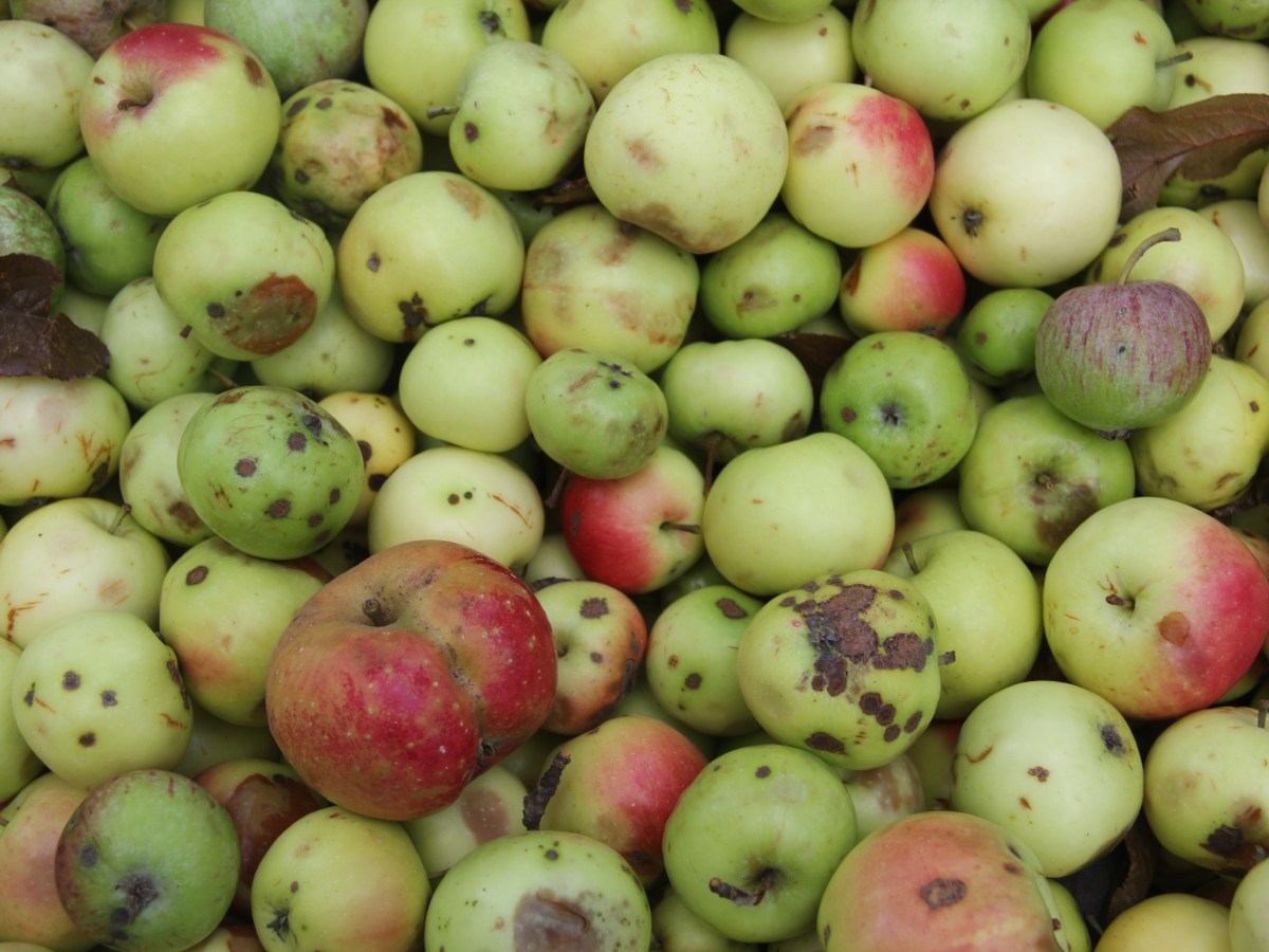 Foraged Fruit Project Media&nbsp;Release