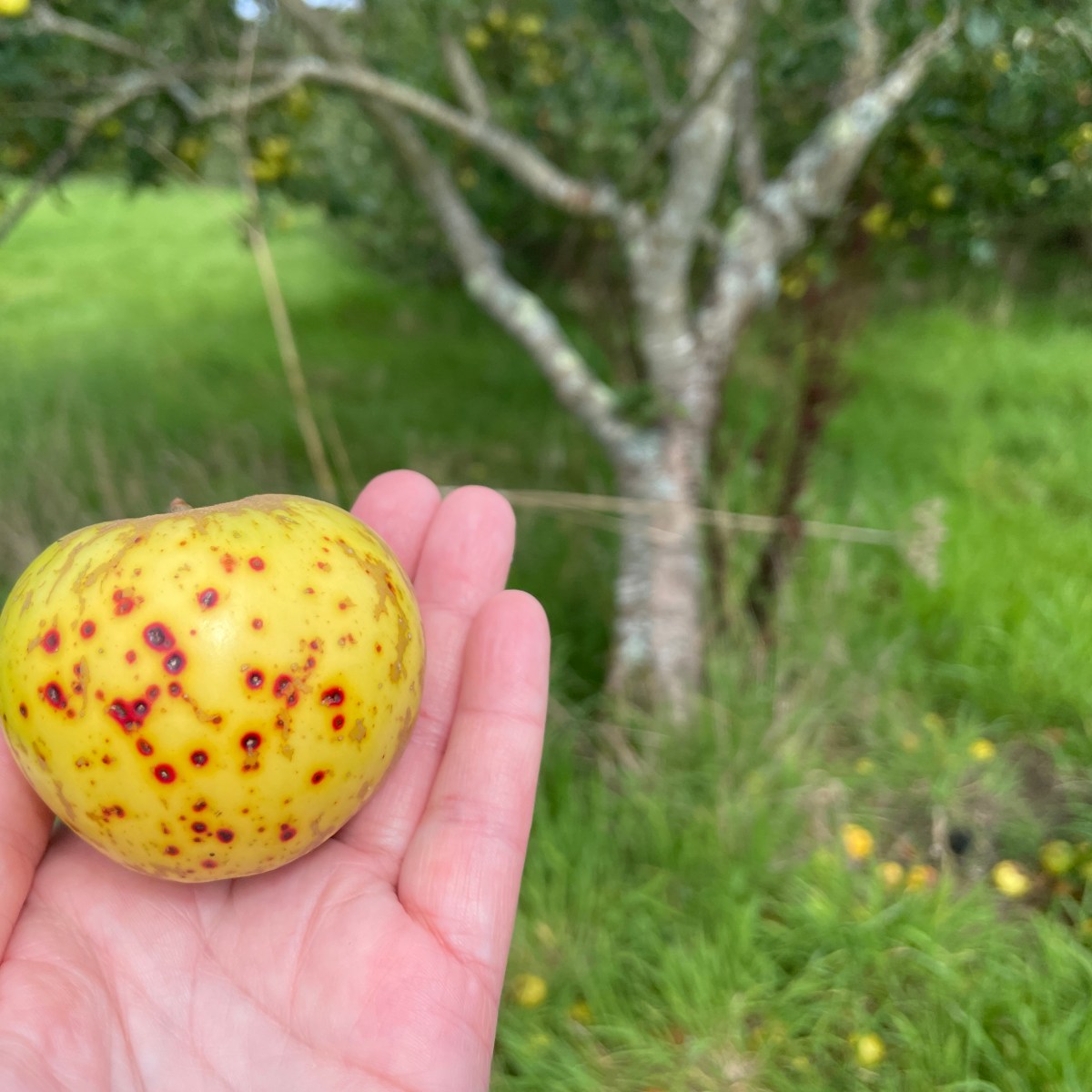 Dear (Potential Grad Student) interested in plant / people&nbsp;studies